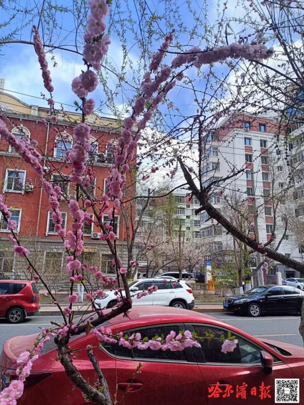 榆叶梅陆续进入花期，冰城春花争艳又添亮色