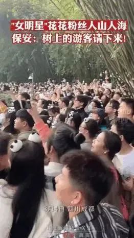 火爆全网的“顶流”大熊猫与气候有何“羁绊”? 火爆全网的“顶流”大熊猫与气候有何“羁绊”?