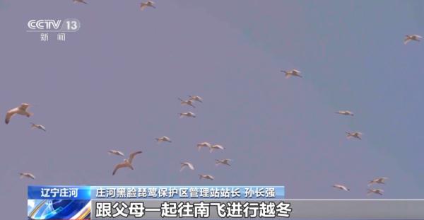 国家一级保护动物黑脸琵鹭陆续飞抵辽宁石城岛筑巢繁殖
