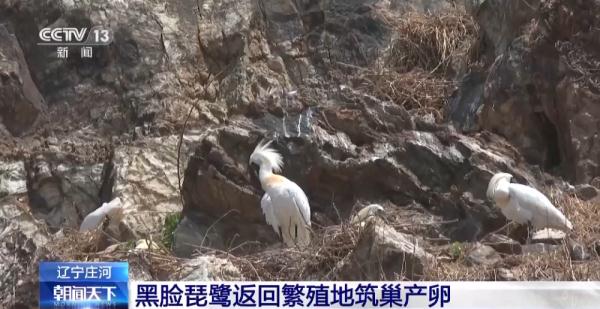 国家一级保护动物黑脸琵鹭陆续飞抵辽宁石城岛筑巢繁殖