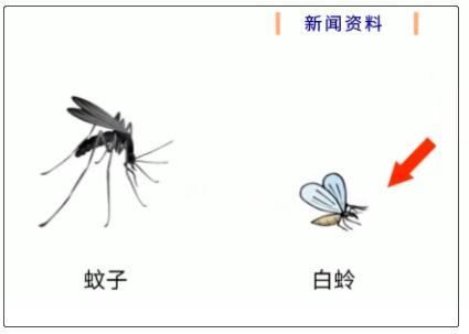 广东发现1例罕见黑热病！原来是这种虫子在作怪