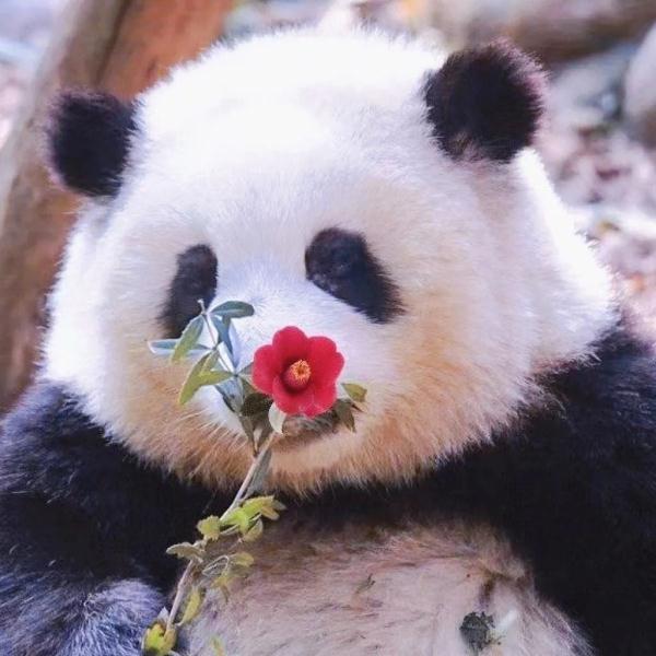 火爆全网的“顶流”大熊猫与气候有何“羁绊”? 火爆全网的“顶流”大熊猫与气候有何“羁绊”?