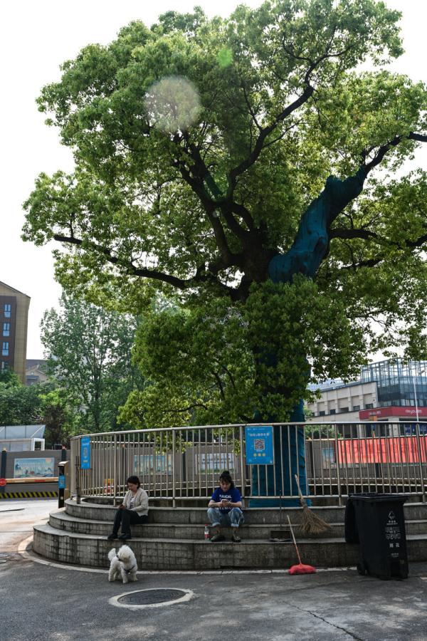 长沙那些长在路中间的古树，“受宠”几百年如今咋样了？