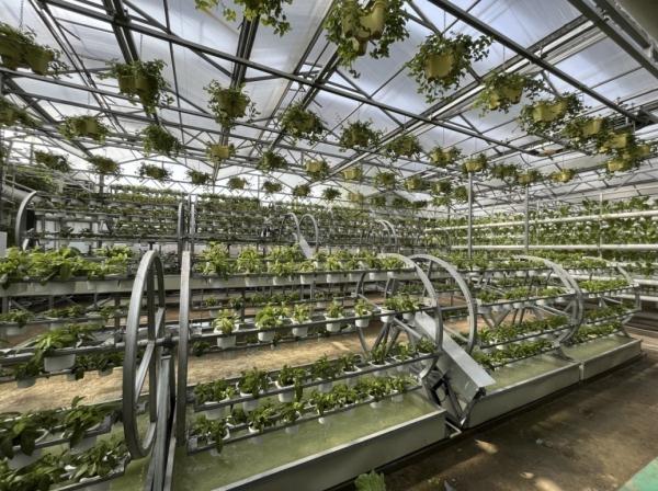 种菜这件事属实让寿光人玩明白了！