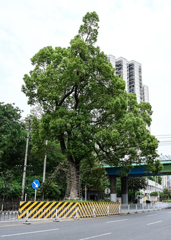 长沙那些长在路中间的古树，“受宠”几百年如今咋样了？