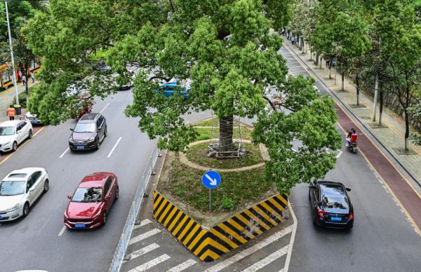 长沙那些长在路中间的古树，“受宠”几百年如今咋样了？