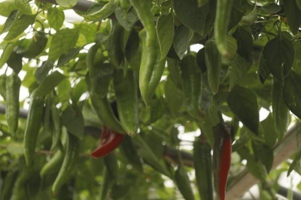 种菜这件事属实让寿光人玩明白了！