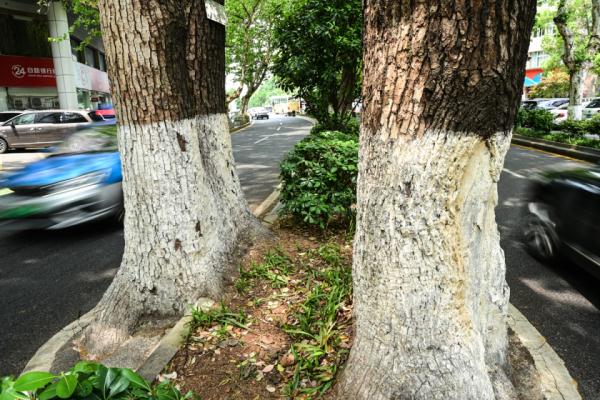长沙那些长在路中间的古树，“受宠”几百年如今咋样了？