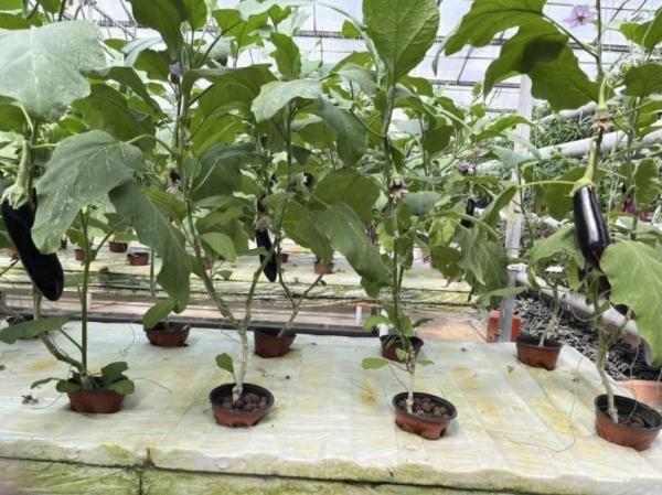 种菜这件事属实让寿光人玩明白了！