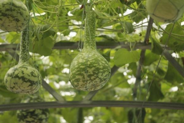 种菜这件事属实让寿光人玩明白了！