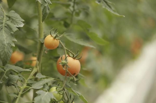 种菜这件事属实让寿光人玩明白了！