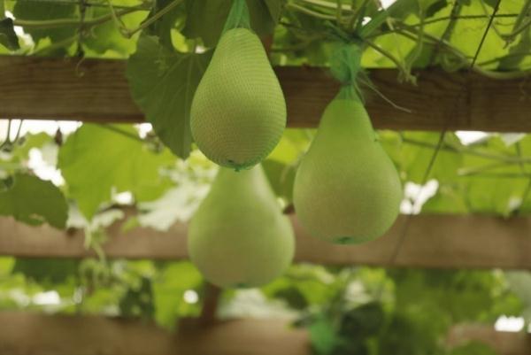 种菜这件事属实让寿光人玩明白了！