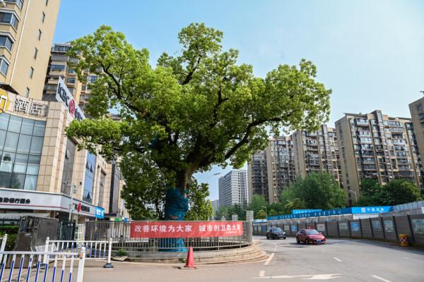 长沙那些长在路中间的古树，“受宠”几百年如今咋样了？