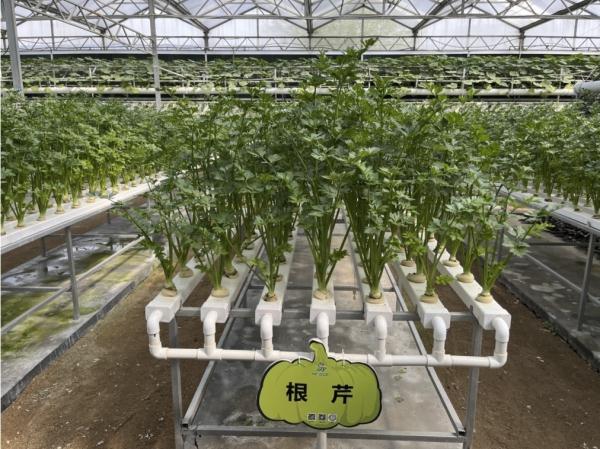 种菜这件事属实让寿光人玩明白了！