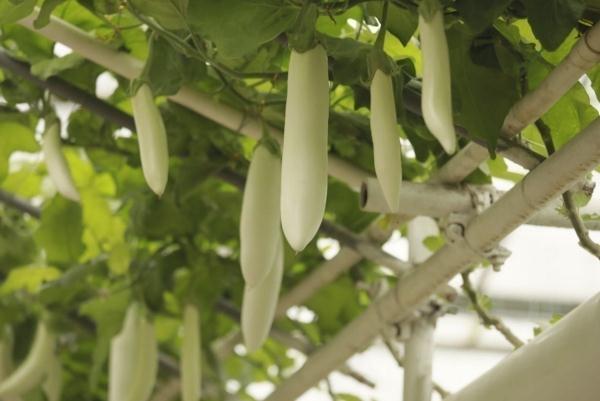 种菜这件事属实让寿光人玩明白了！