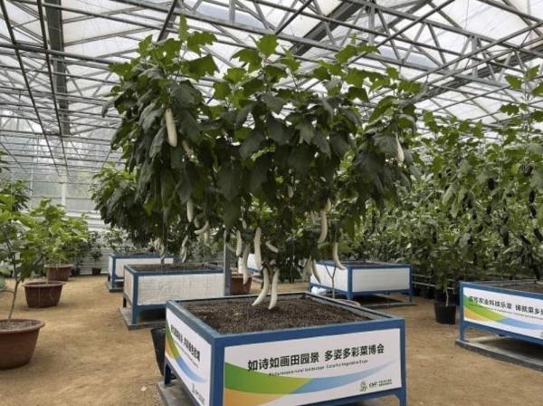 种菜这件事属实让寿光人玩明白了！