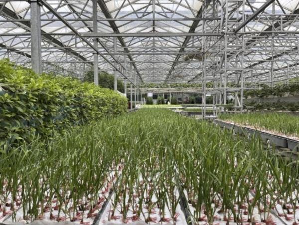 种菜这件事属实让寿光人玩明白了！