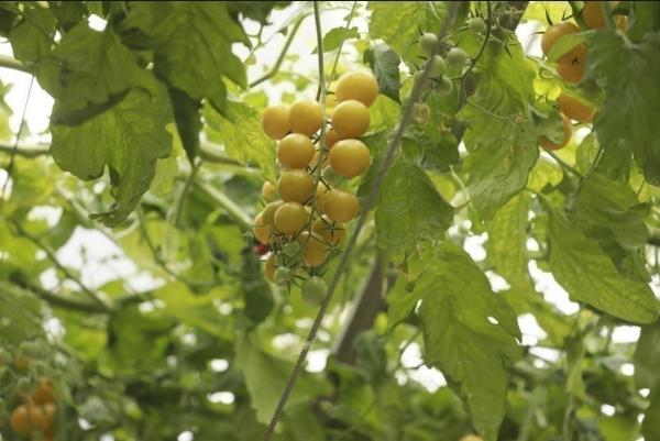 种菜这件事属实让寿光人玩明白了！