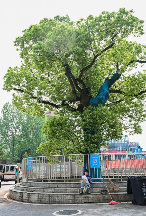长沙那些长在路中间的古树，“受宠”几百年如今咋样了？