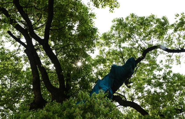 长沙那些长在路中间的古树，“受宠”几百年如今咋样了？