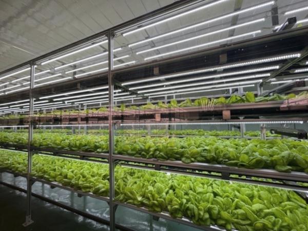 种菜这件事属实让寿光人玩明白了！