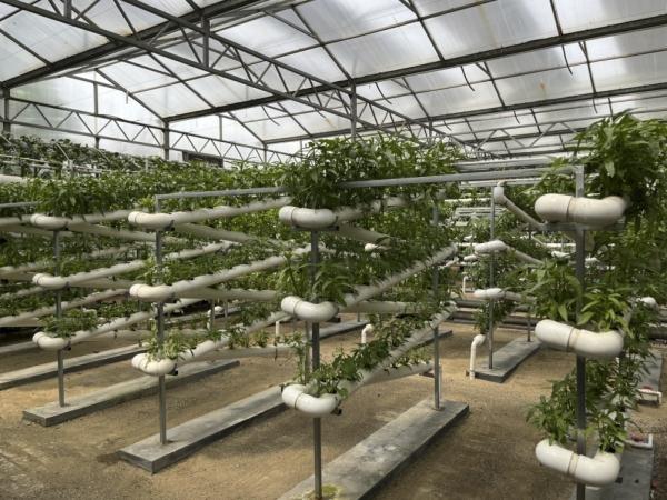 种菜这件事属实让寿光人玩明白了！