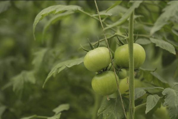 种菜这件事属实让寿光人玩明白了！