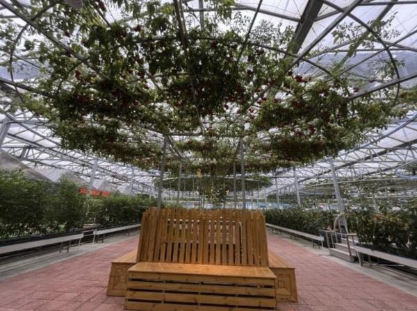 种菜这件事属实让寿光人玩明白了！