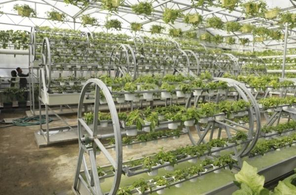 种菜这件事属实让寿光人玩明白了！