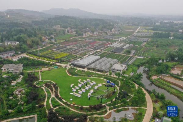 重庆大足:花卉产业为乡村振兴添香增色 重庆大足:花卉产业为乡村振兴添香增色