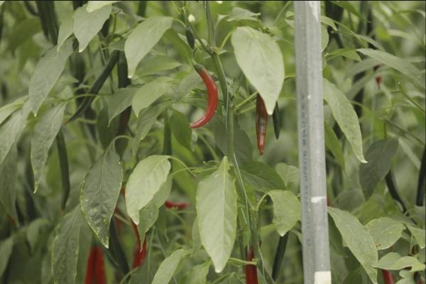 种菜这件事属实让寿光人玩明白了！