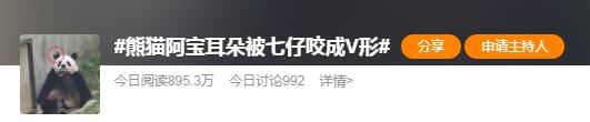 熊猫阿宝耳朵被咬上热搜！园方回应