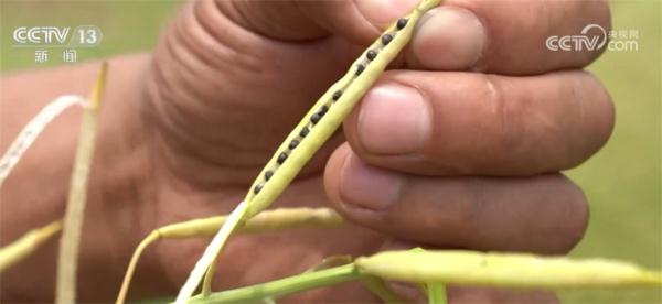 “作物成长日记”帮助种植户精准作业 多熟制轮作模式助力增产增收 “作物成长日记”帮助种植户精准作业 多熟制轮作模式助力增产增收