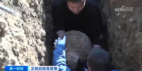 危险！浙江一水库大坝惊现蚁巢，竟有超百万只白蚁？