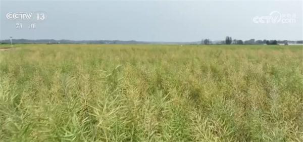 “作物成长日记”帮助种植户精准作业 多熟制轮作模式助力增产增收 “作物成长日记”帮助种植户精准作业 多熟制轮作模式助力增产增收