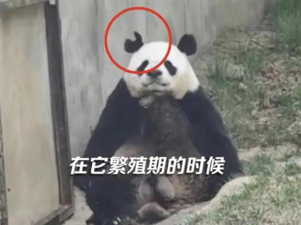 熊猫阿宝耳朵被咬上热搜！园方回应