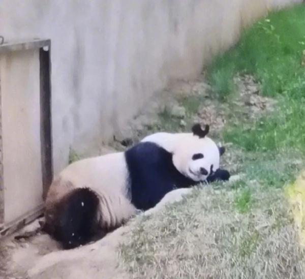 熊猫阿宝耳朵被咬上热搜！园方回应