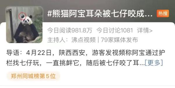“哎咬V”！熊猫阿宝耳朵被七仔咬成V形！园方：繁殖期有些不安分