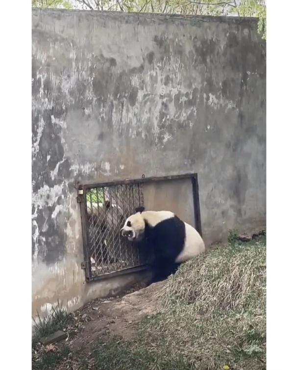 熊猫阿宝耳朵被咬上热搜！园方回应