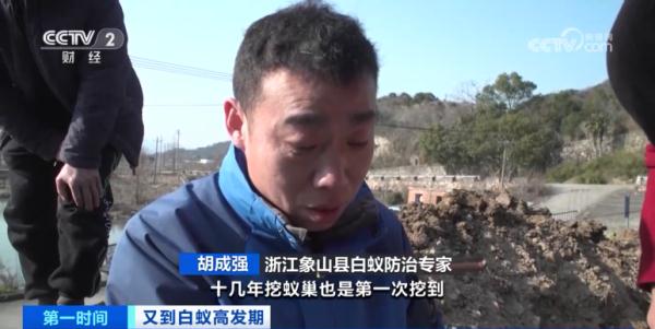 危险！浙江一水库大坝惊现蚁巢，竟有超百万只白蚁？