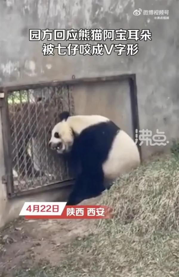 熊猫耳朵被咬成V形！园方回应，网友：隔着屏幕都感觉疼