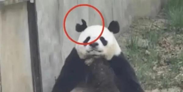“哎咬V”！熊猫阿宝耳朵被七仔咬成V形！园方：繁殖期有些不安分