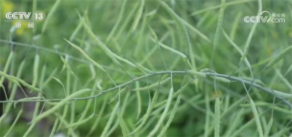 “作物成长日记”帮助种植户精准作业 多熟制轮作模式助力增产增收 “作物成长日记”帮助种植户精准作业 多熟制轮作模式助力增产增收