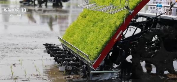 “作物成长日记”帮助种植户精准作业 多熟制轮作模式助力增产增收 “作物成长日记”帮助种植户精准作业 多熟制轮作模式助力增产增收