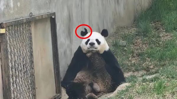 熊猫阿宝耳朵被咬成v形!园方回应