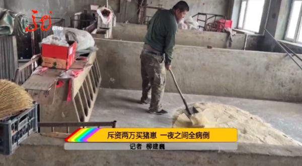 哈尔滨：刚买的40多头猪崽集体死亡……相关单位紧急提醒