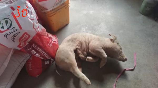 哈尔滨：刚买的40多头猪崽集体死亡……相关单位紧急提醒