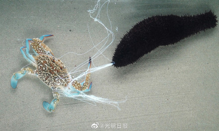 海参为何能吐丝御敌？