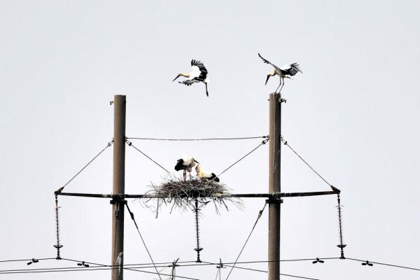 从陕西到山东，生活在黄河三角洲的朱鹮还好吗？