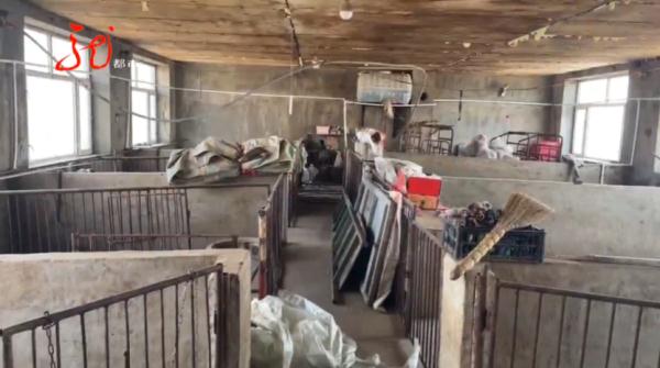 哈尔滨：刚买的40多头猪崽集体死亡……相关单位紧急提醒